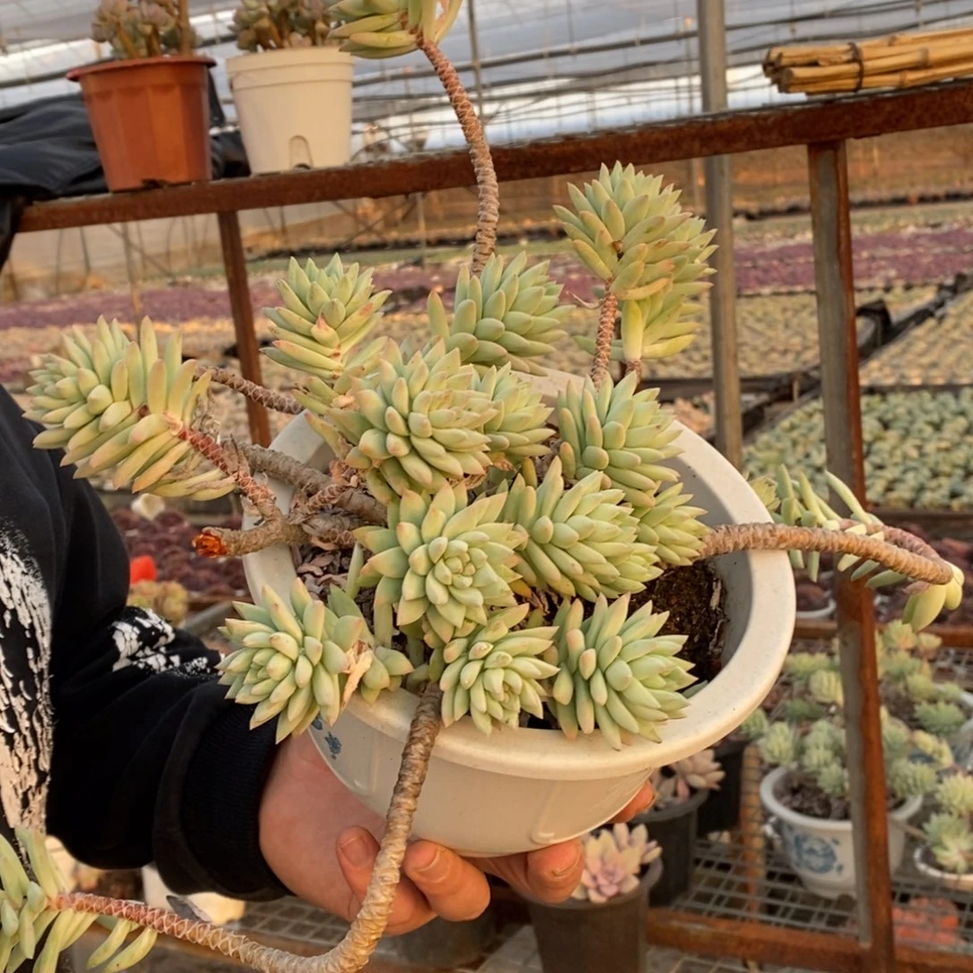 树冰大盆飘枝老桩，2 30杯