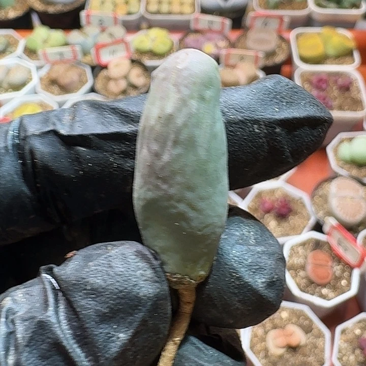 生石花23:：：：。  187