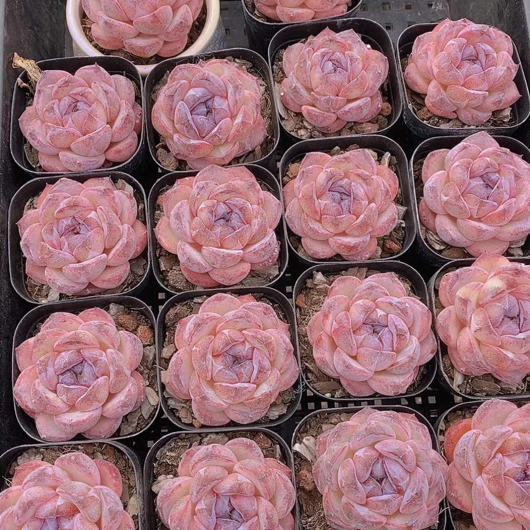 0206-小黑橙单头一颗 量拍