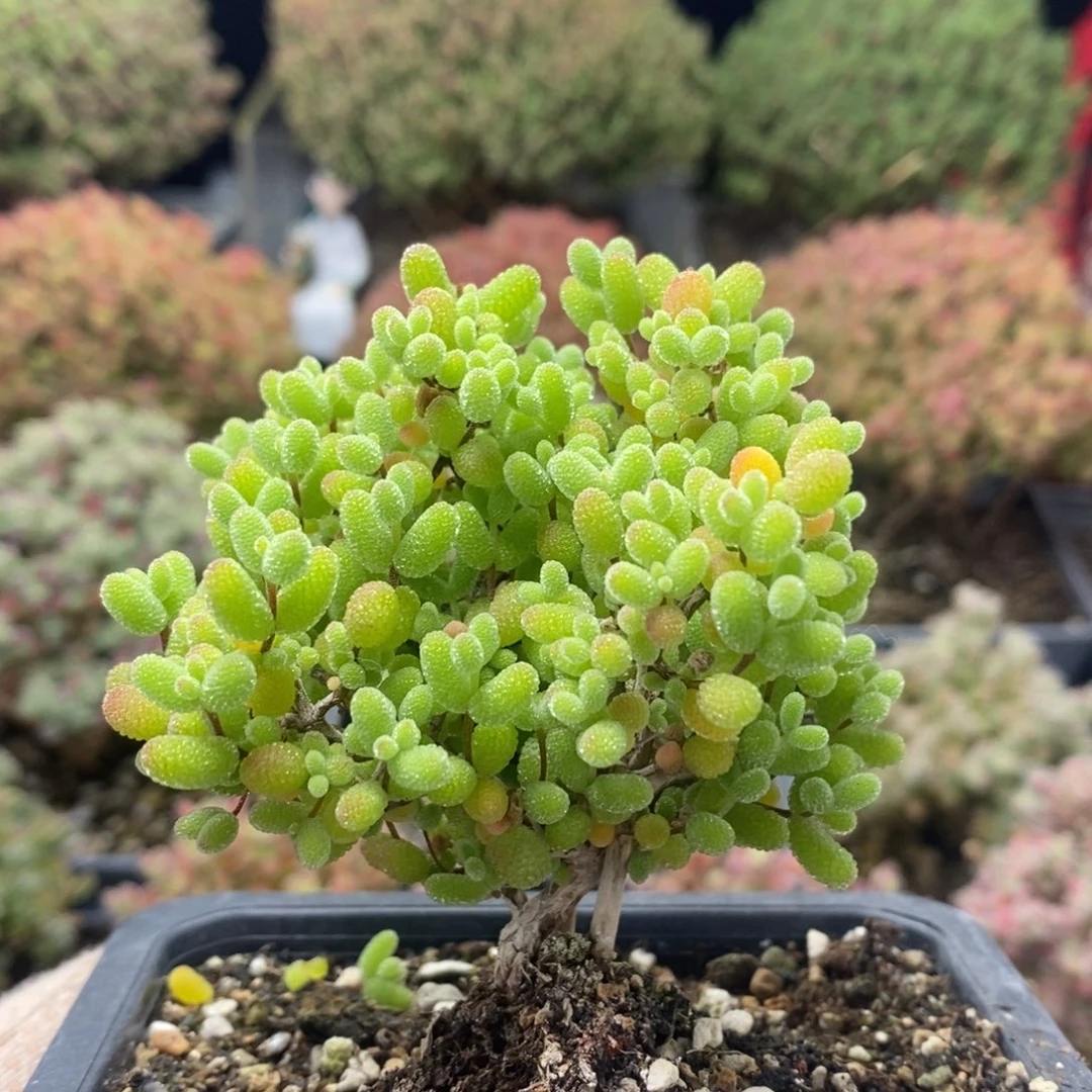 开播福利金橘糖球7995