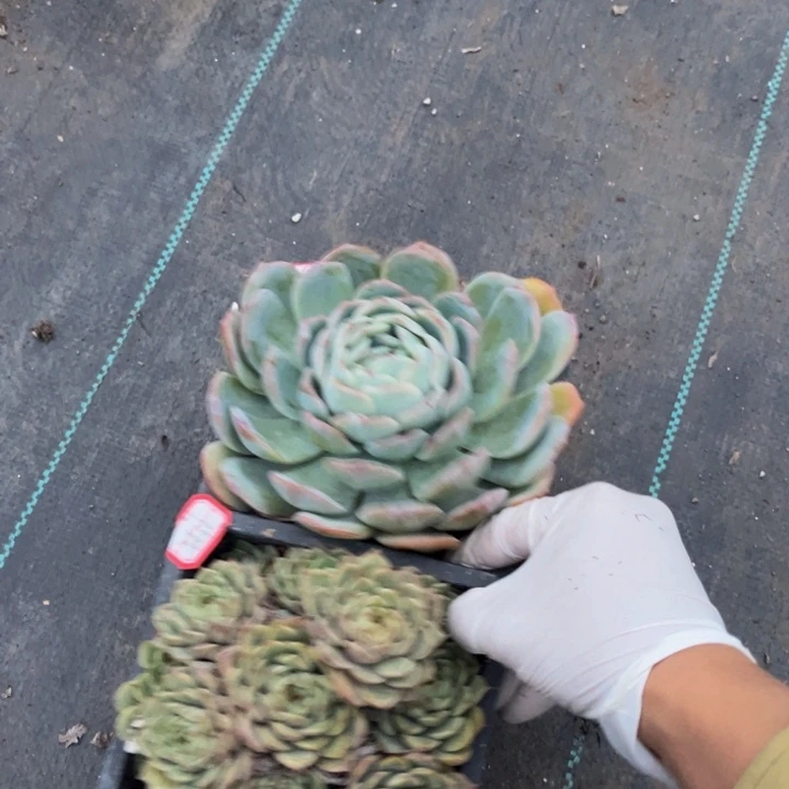 玲****厚叶粉边白月影一颗笨吧