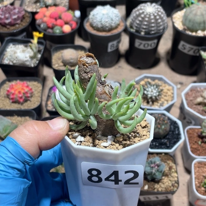 莫**.842产地奇峰锦属白象