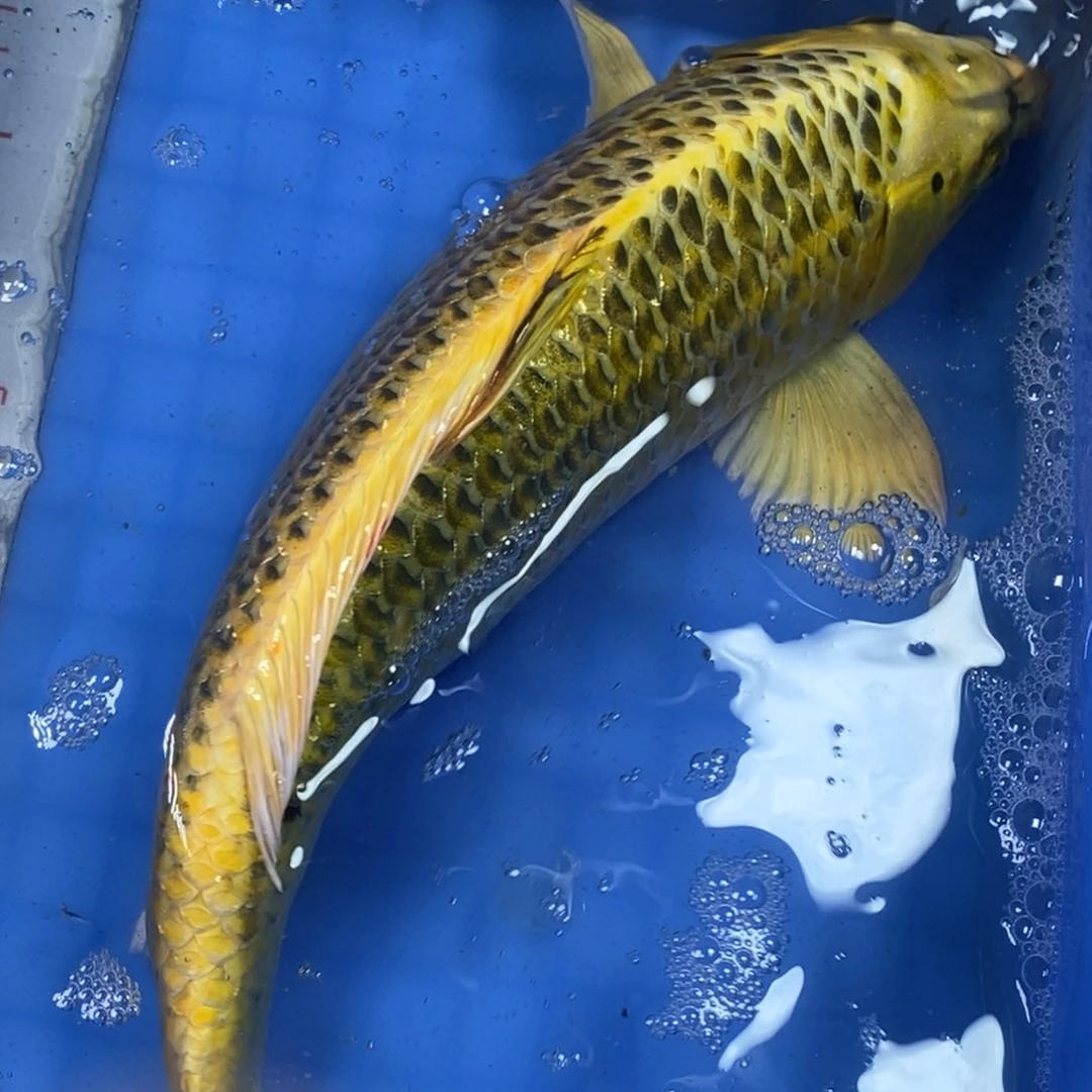 锦鲤冷水锦鲤包邮