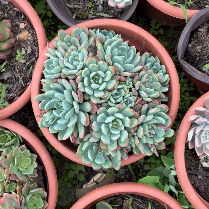 多肉植物。。。。。。。。。。。。。。。。