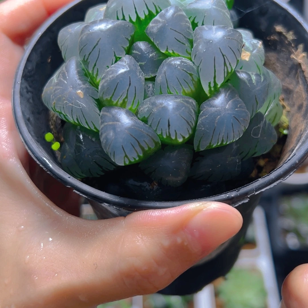 6125多肉植物一颗多肉