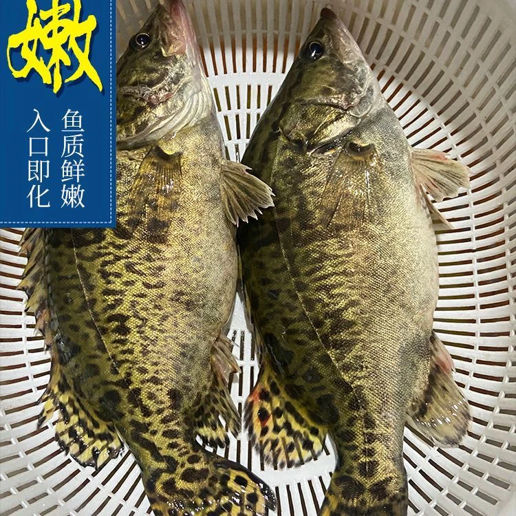 淡水生鲜鳜鱼桂花鱼锯鱼活鱼现杀顺丰包邮
