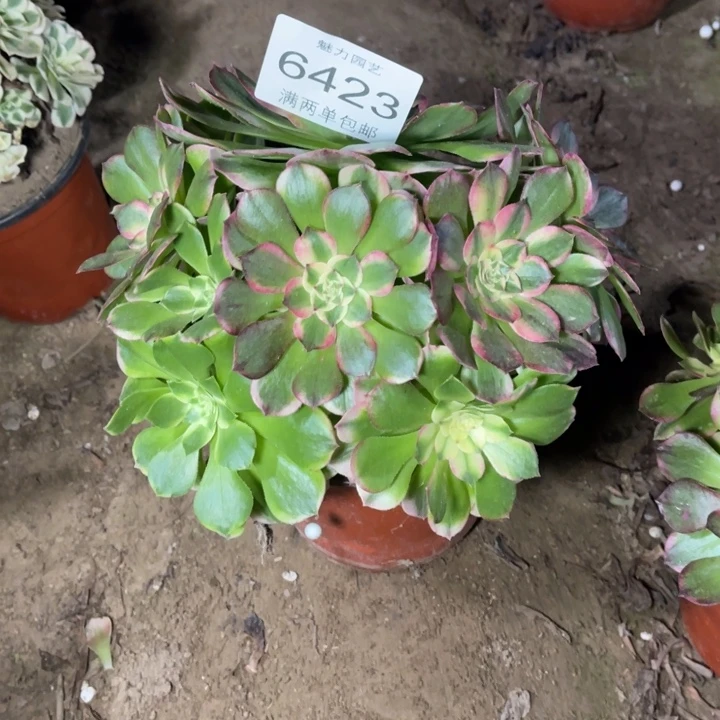 6423粉海王的人多肉的