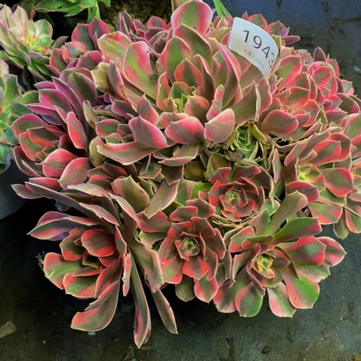 男神多肉断头不包1943