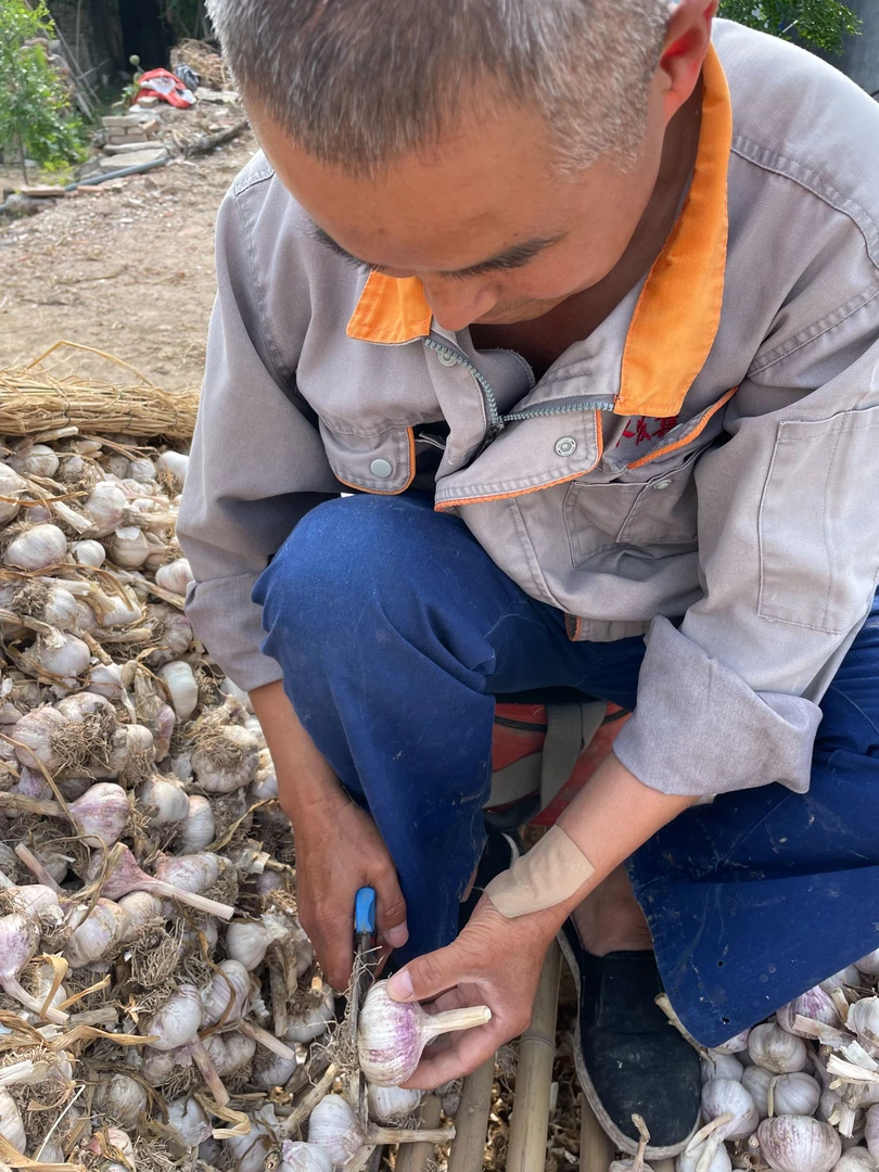 2025年山东大蒜新干蒜大蒜头农家自种紫白皮多瓣蒜产地直供