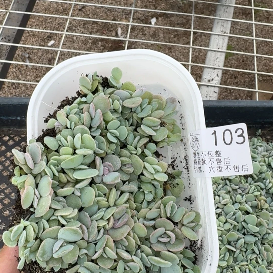 如图103云慢播种雪花酥切糕一份