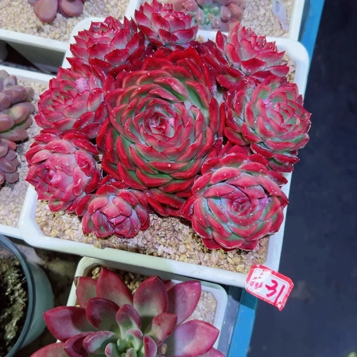 落**?精品多肉植物老桩