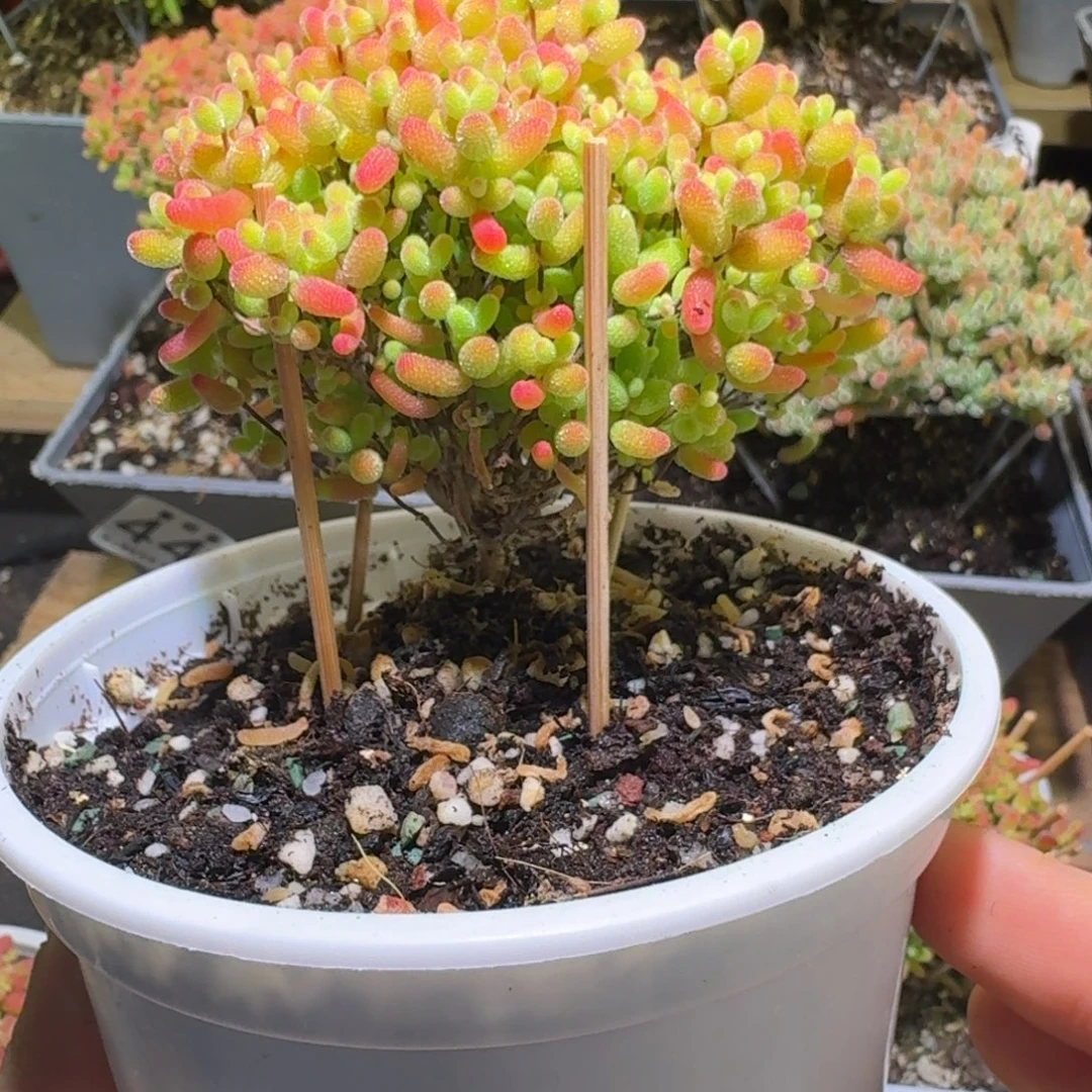 蜜橘糖球枝干番杏303