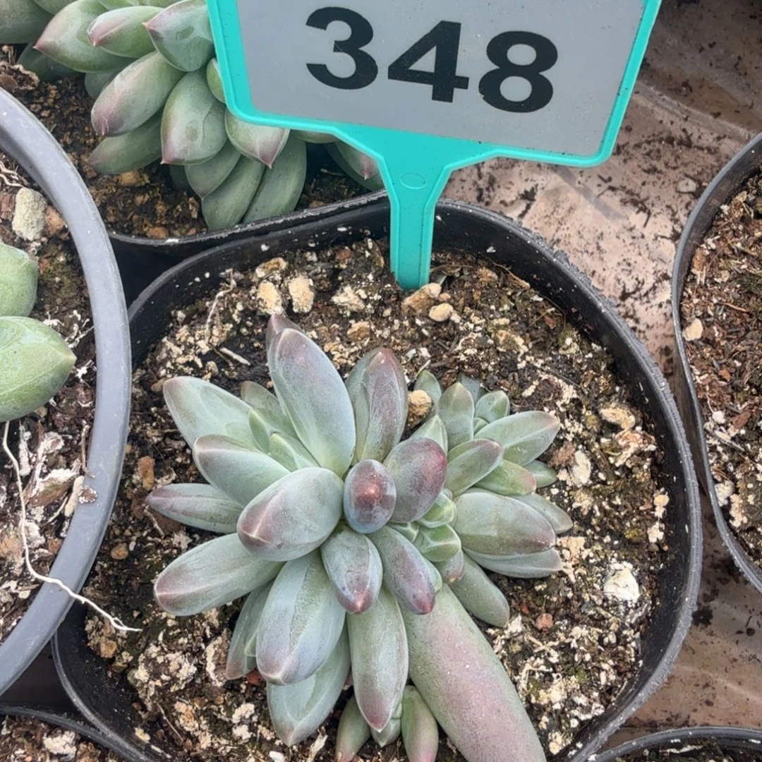 多肉植物一物一拍348