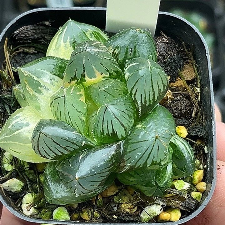 134双头大窗龙爪玉露锦