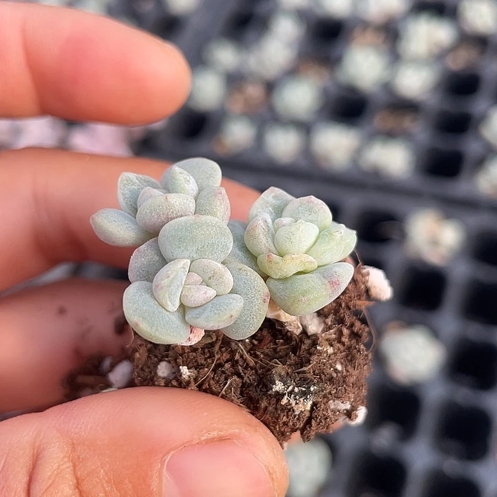 冰玉三头带杆子发3颗满18