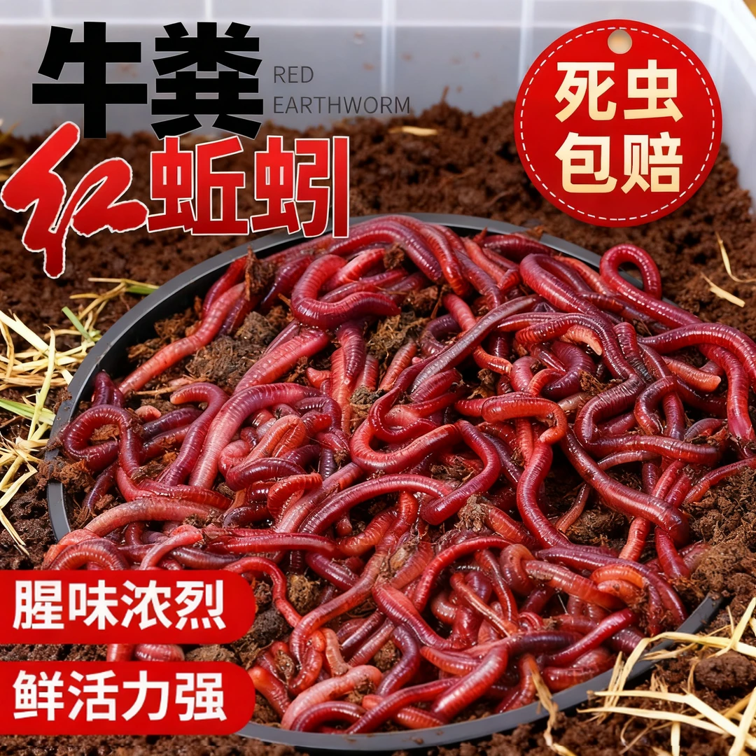 鲜活蚯蚓活饵红蚯蚓活体垂钓通杀鱼饵料鲫鱼鲤鱼盒装大号牛粪窝料