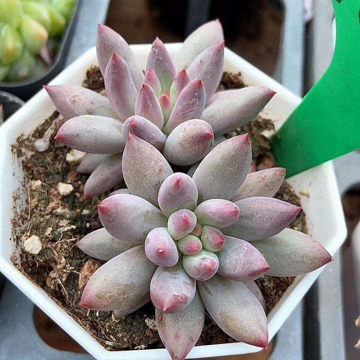 多肉植物虞美人1044