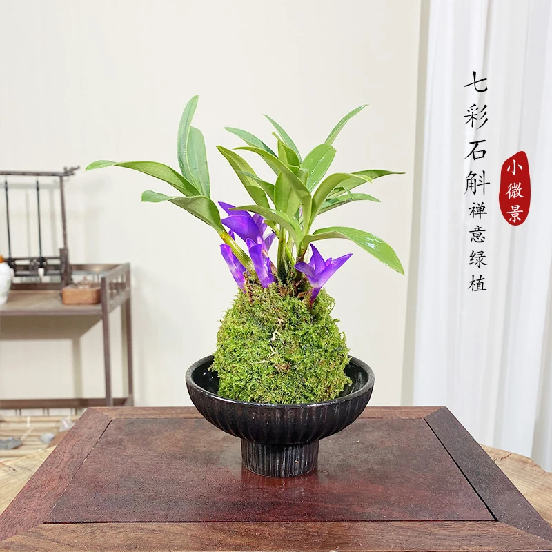 【宏展】七彩石斛兰苔藓球绿植室内茶桌阳台新手好养耐活