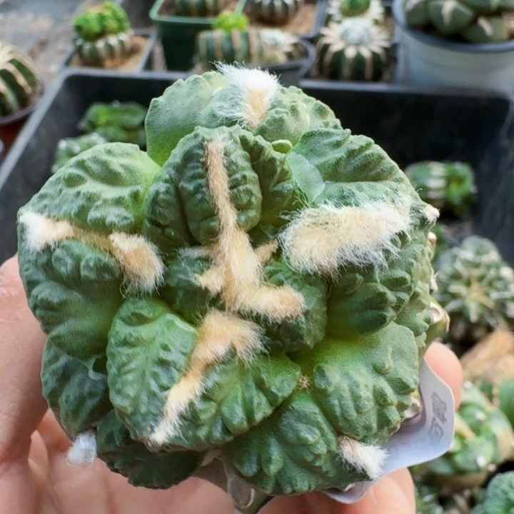 无花朵302蓝白肌大尤龟甲