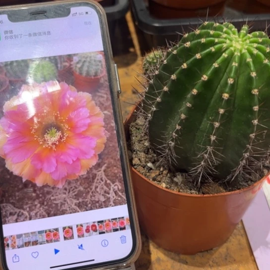 露露8号6公分左右