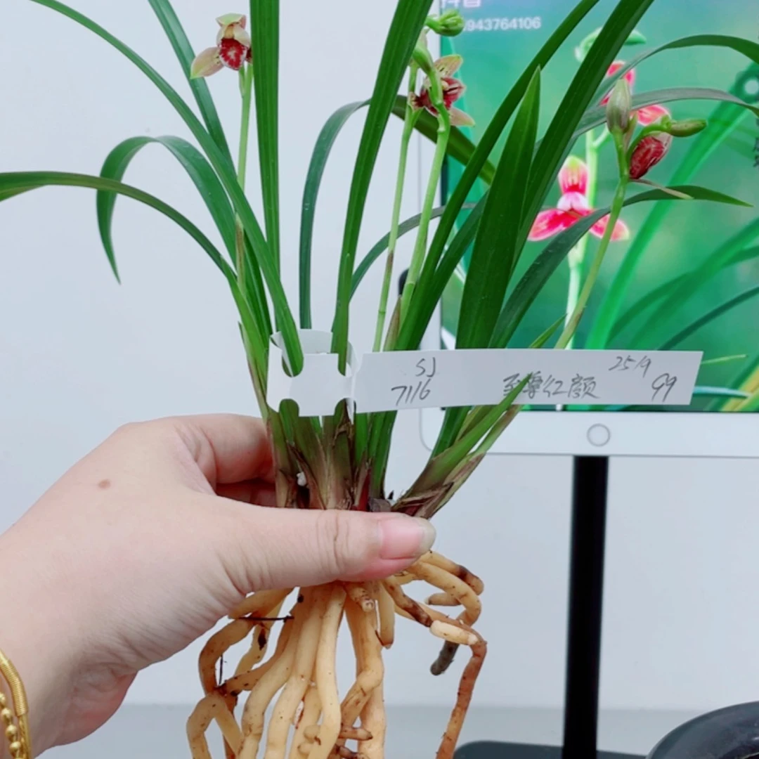 【闪购商品】无花朵S**