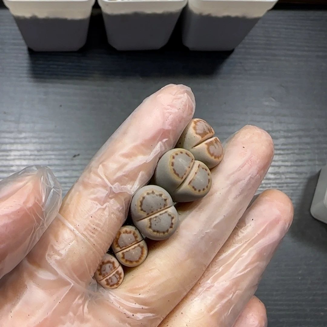 12.11  c24饼干5颗。5003