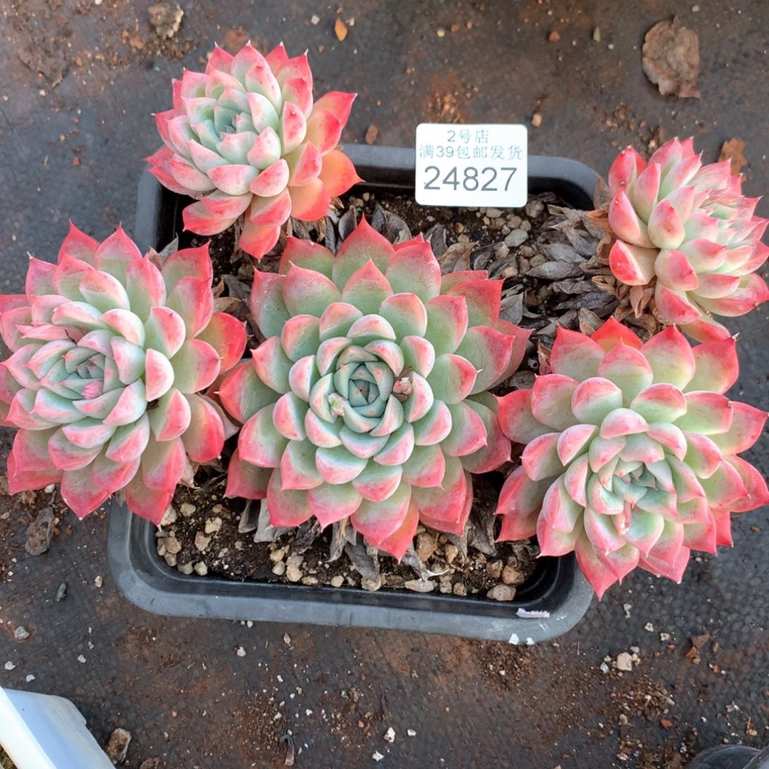 张*然24827不包掉头瑕疵不售后