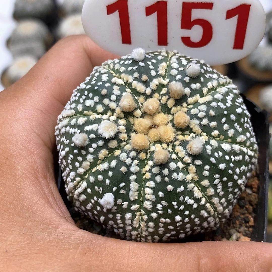 1151福利特价咯福利