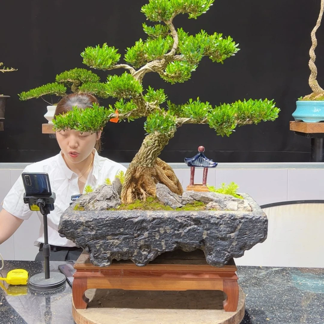 四季常青老桩黄杨盆景