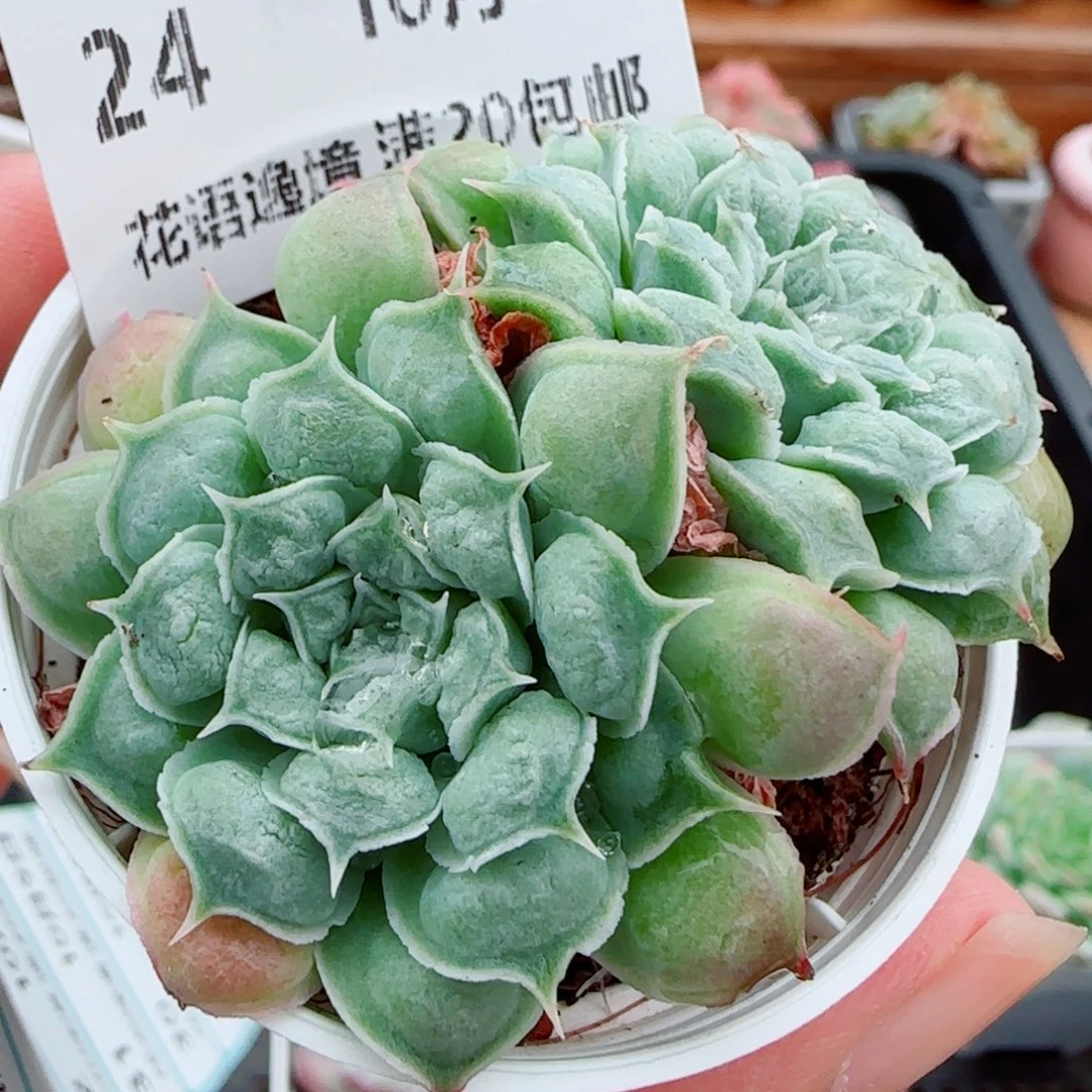花语逸镜1009-24留才