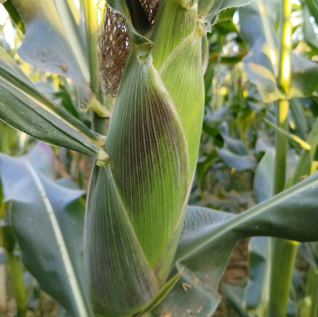 白糯玉米新鲜采摘