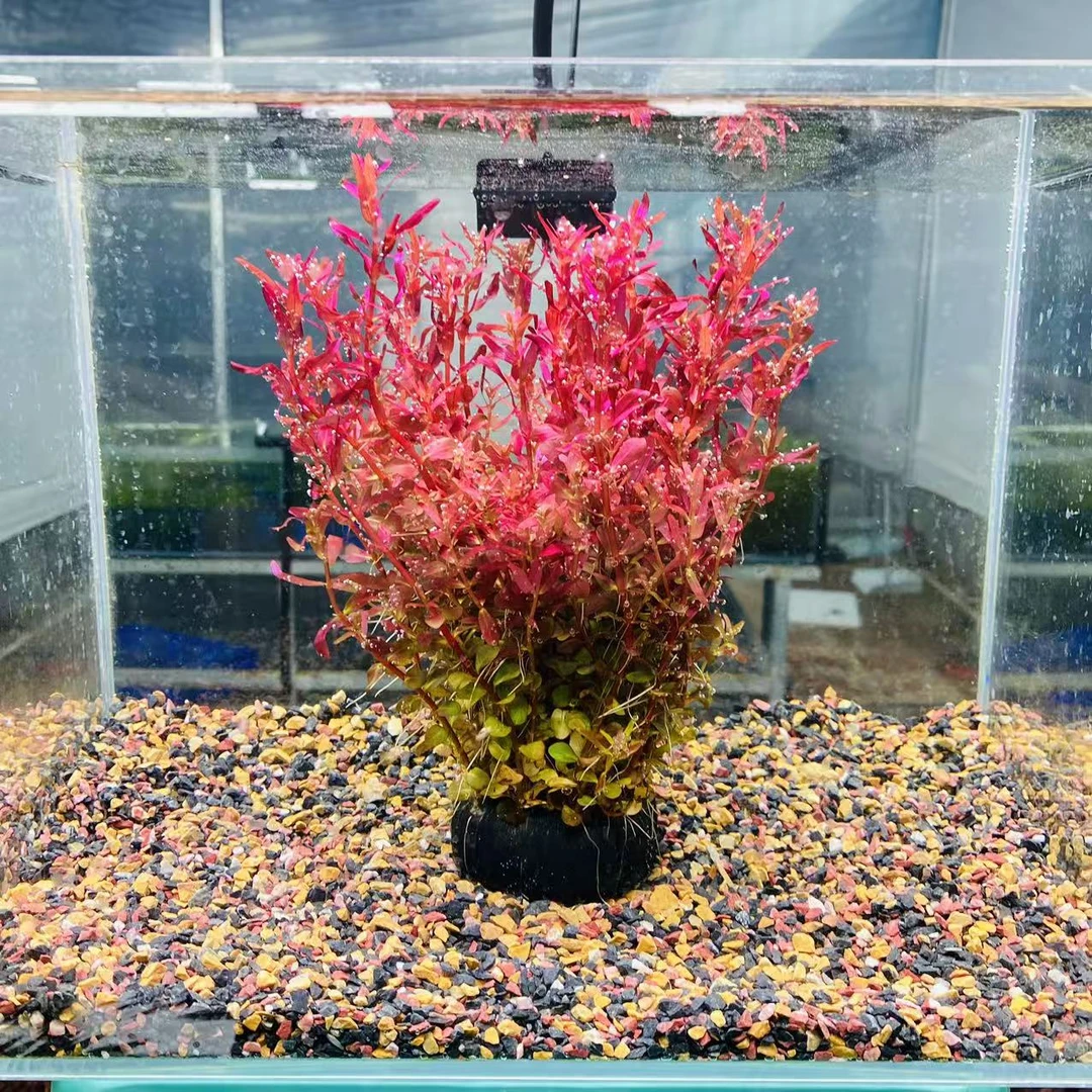 拂晓水草 （新加坡血红宫廷带根大坨）坨草净水新手水草好养易活