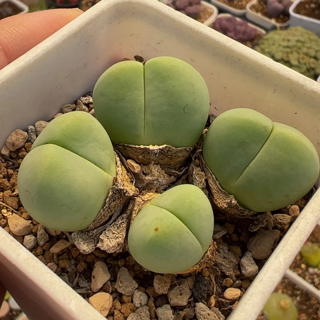 841多肉植物种类多样