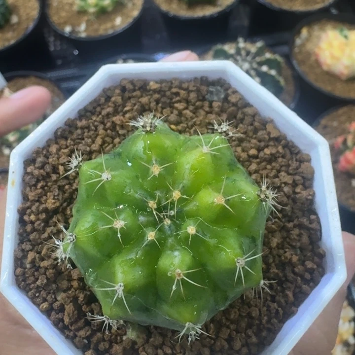米哈锦哈哈哈哈哈
