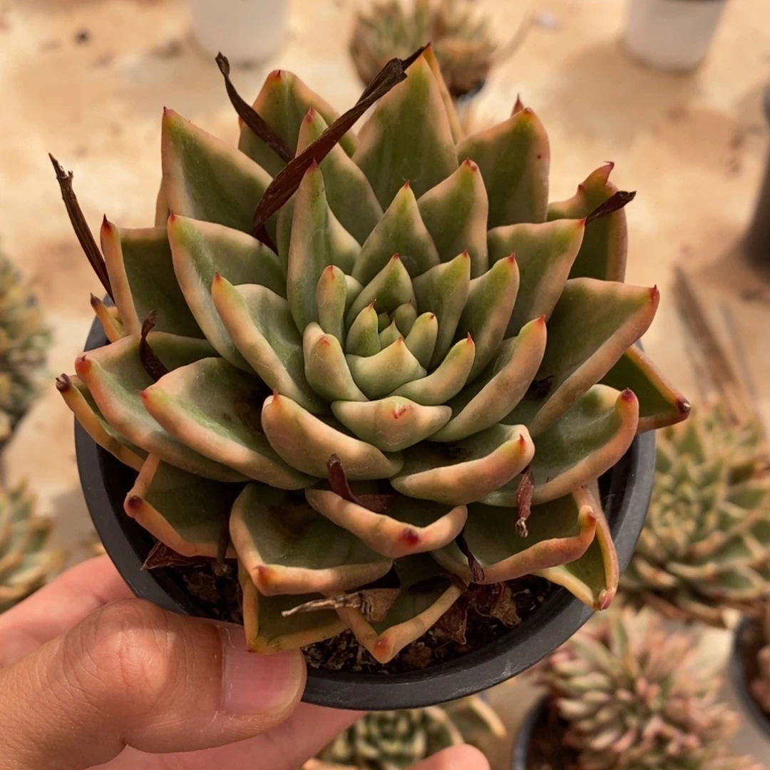艾克魂多肉植物7270