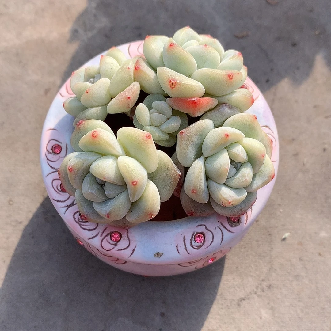 一物一拍，冰玉小手捧