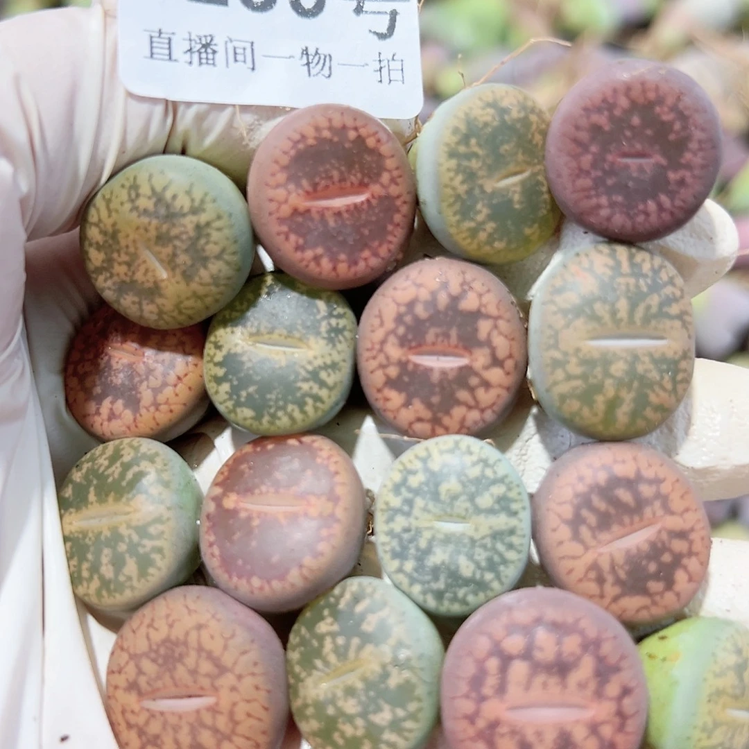 8259 好养易活生石花大母本15个1.5cm左右