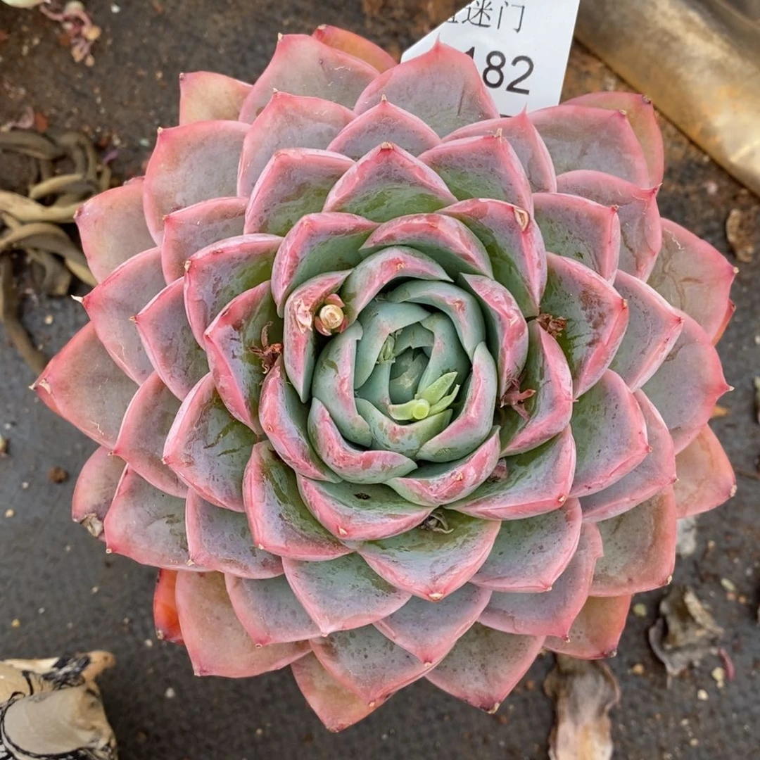 乔*板杂交精品多肉3182