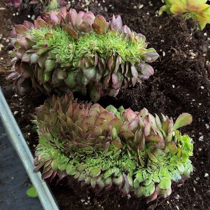 多肉植物海王缀量拍12