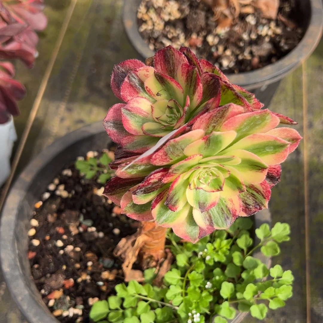 101伯爵嫁接多肉系