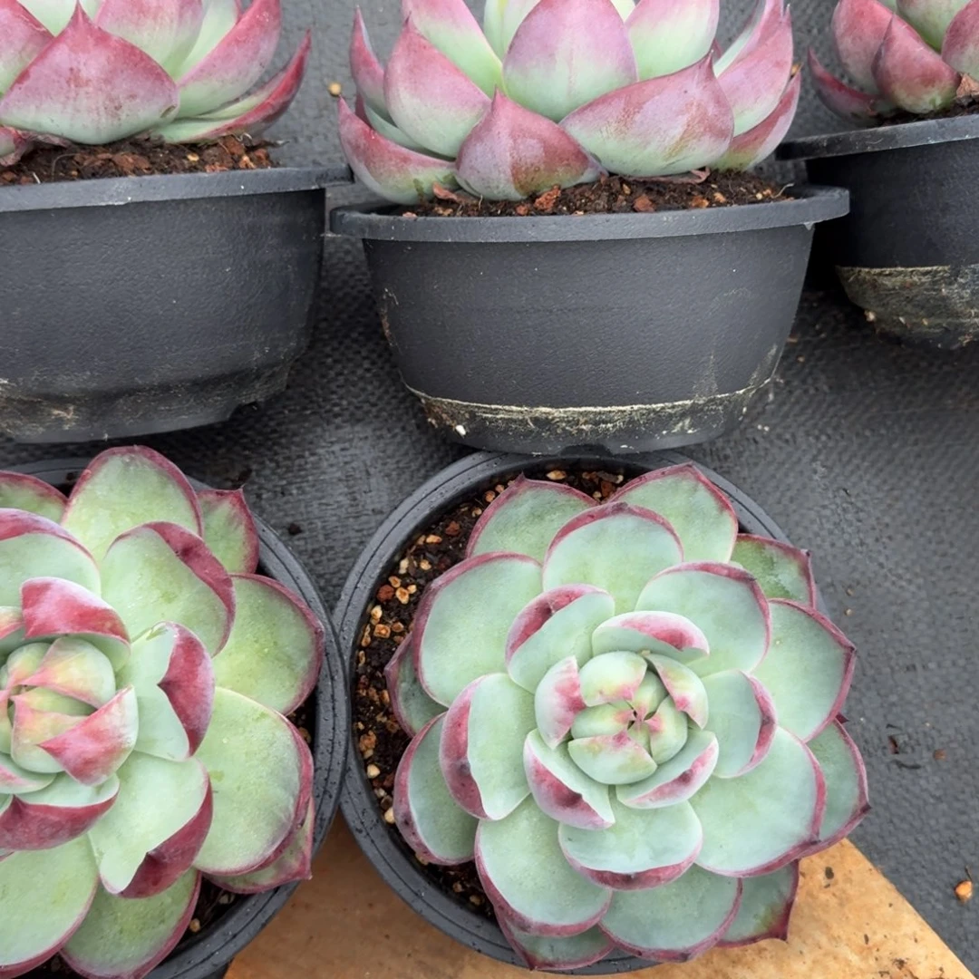 无花朵惊鸿仙子宽叶