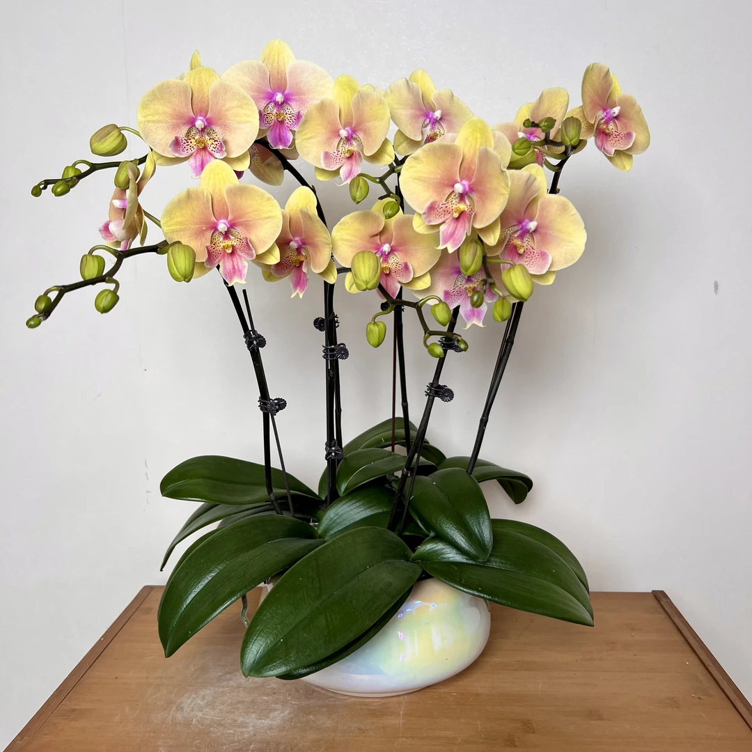 【蜜桃-蝴蝶兰】稀有品种 渐变色系 高端艺术 懒人种植轻奢 易养