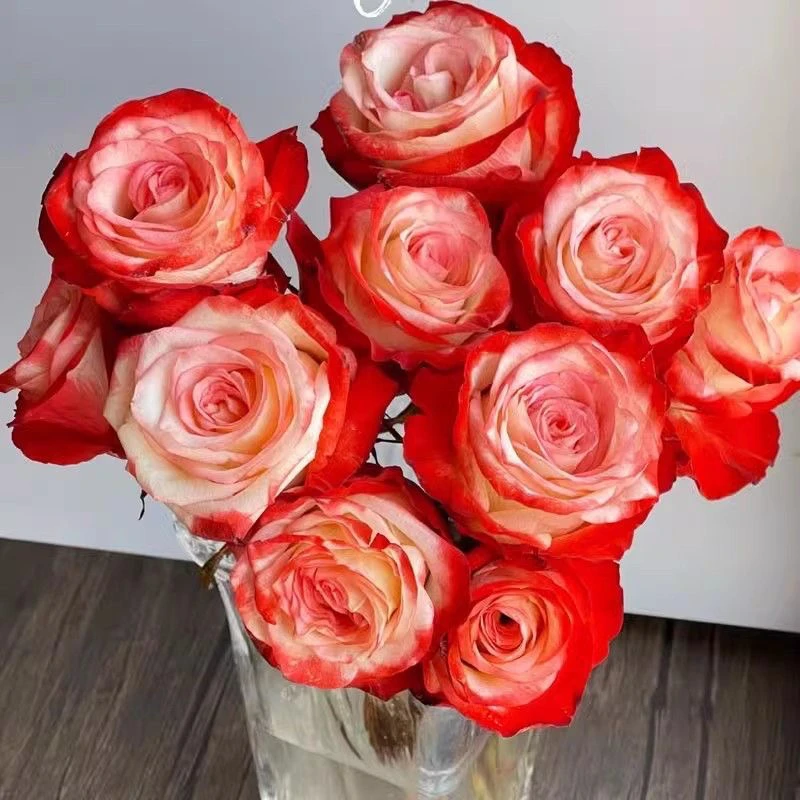 法尔法拉超新品切花月季肯尼亚玫瑰复色