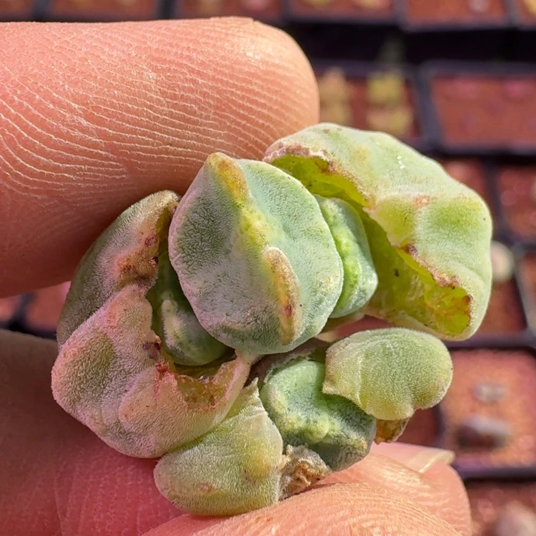 云缦精品番杏8.13鬼脸嘟嘴绿豆糕