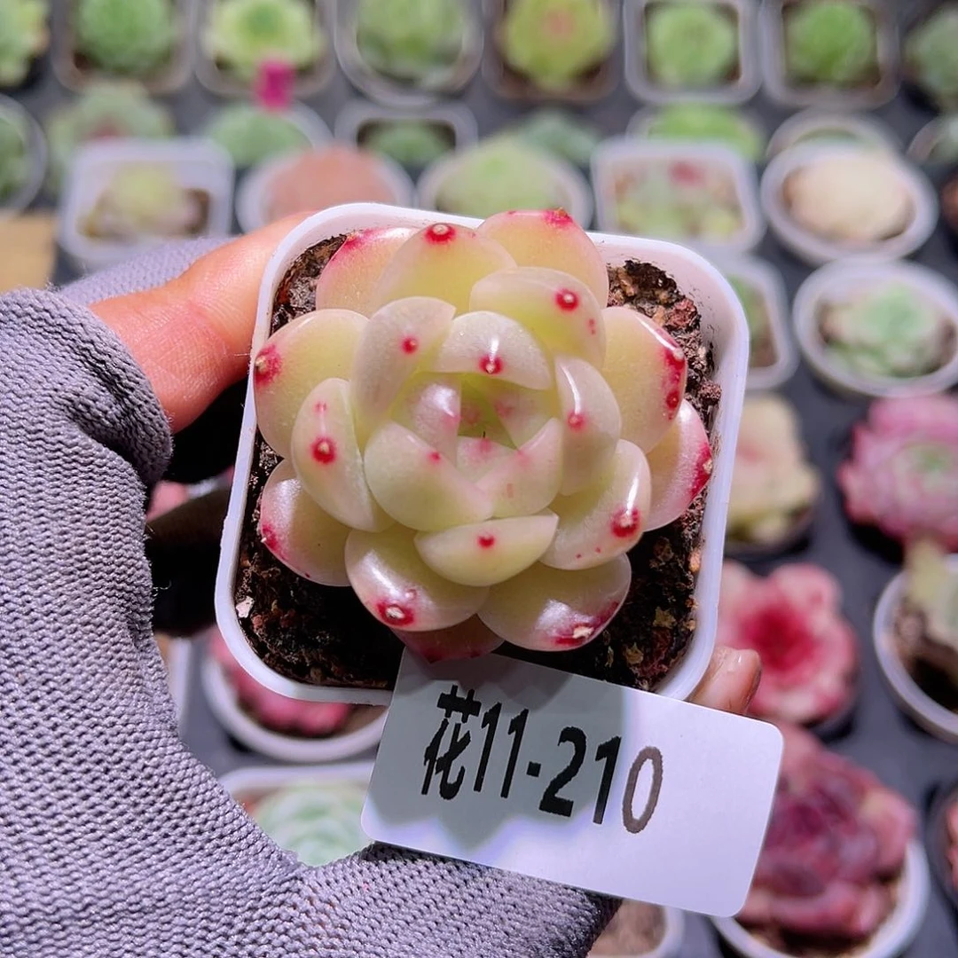 花11-210新品单头