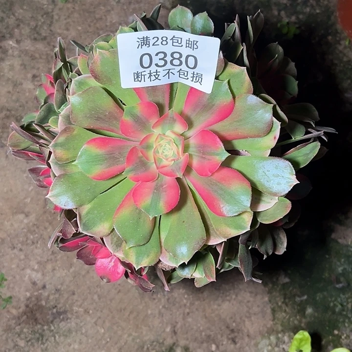 0380香妃多肉植物