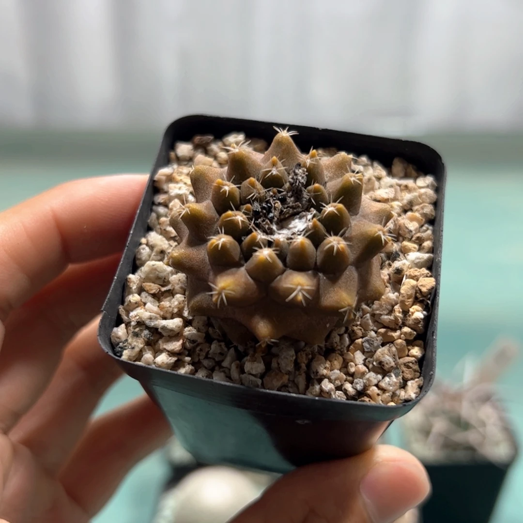 实生龙爪杂交 脱土发货