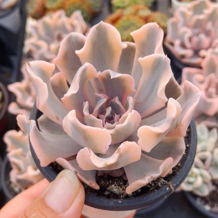 利比里亚锦333333338888888