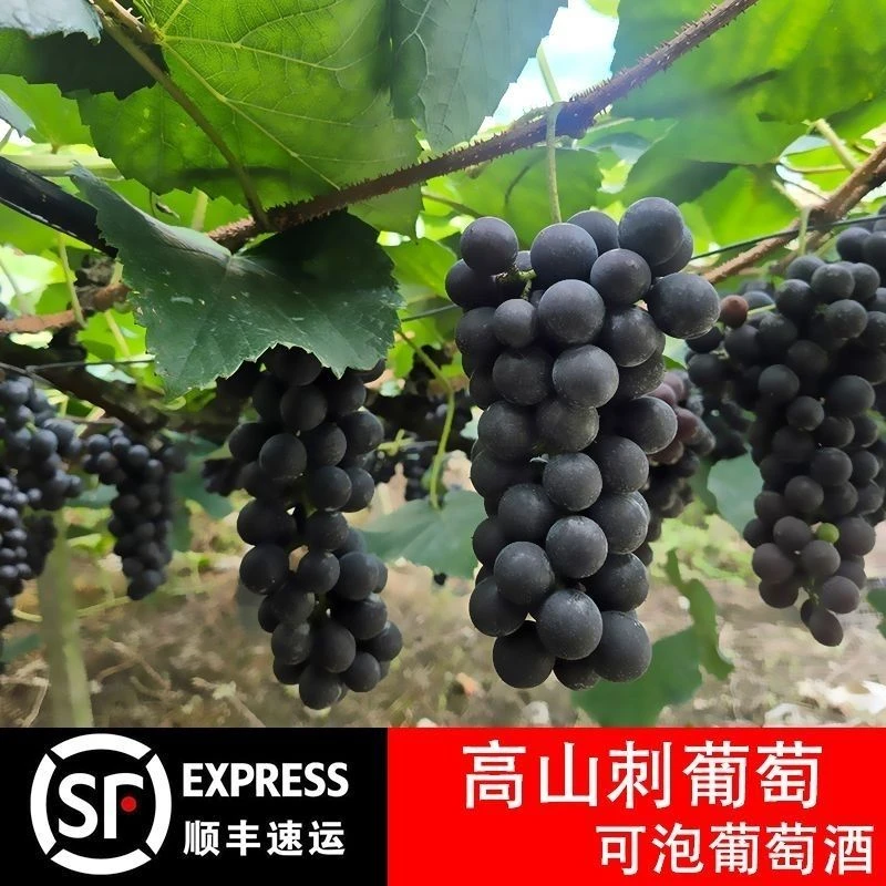 湖南怀化芷江麻阳刺葡萄酿酒葡萄直接挤着吃的葡萄顺丰包邮