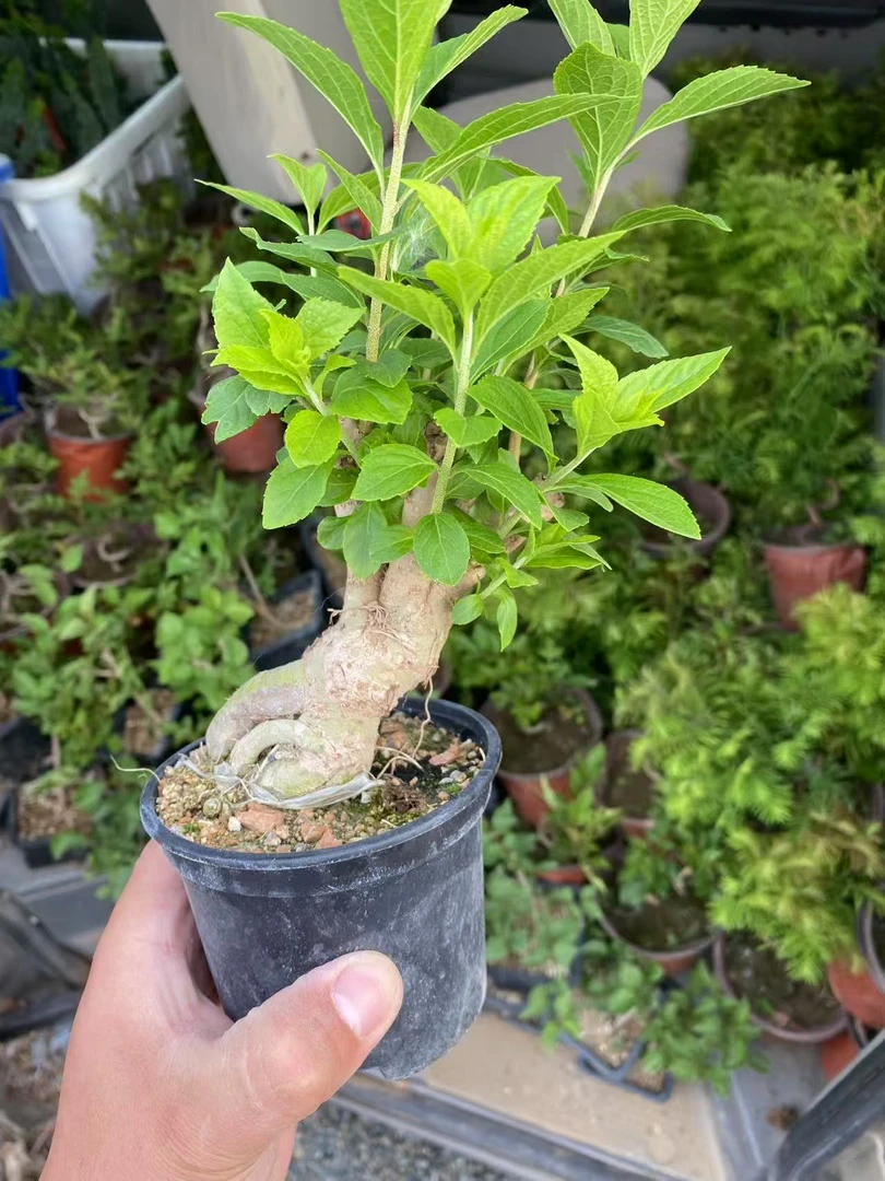 原生紫珠小盆景小老桩